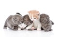 Five british shorthair kittens. on white background Royalty Free Stock Photo