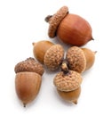 Five brown acorns Royalty Free Stock Photo