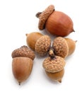 Five brown acorns