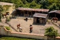 Five brown horses in wooden paddock, packs of horses, old barn, green trees, sand cover, fences and outbuildings on equestrian