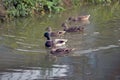 Five brown mallard duck