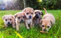 Five brown puppies in the grass
