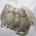 5 Sleeping BSH kitten.  Square photo Royalty Free Stock Photo