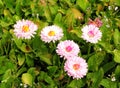 Five buds of pink calendula on a green flower bed