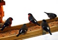 Five bullfinches flew to the bird feeder. In the cold winter, birds fly to the human habitation to feed themselves and survive Royalty Free Stock Photo