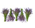 Five bundles of Phenomenal lavender with buds and flowers on a white background