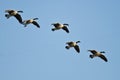 Five Canada Geese Coming in for a Landing