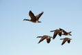 Five Canada Geese flying