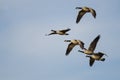 Five Canada Geese Flying in a Blue Sky