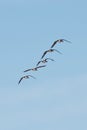 Five Canada Geese flying in a row in a blue sky
