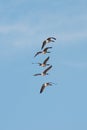 Five Canada Geese flying in a row in a blue sky