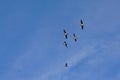 Five Canada geese flying on a blue sky with soft clouds - Branta canadensis