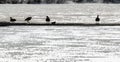 Canada geese silhouettes on the icy marsh