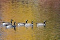 Five Canada Geese Swimming on Golden Water