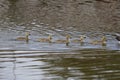 five Canada goose (Branta canadensis) goslings Royalty Free Stock Photo