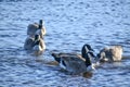 Five Canadian Geese Swimming in Lake