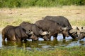 Five cape buffalos drinking water from a waterhole Royalty Free Stock Photo