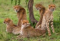 Five cheetahs in the savannah. Kenya. Tanzania. Africa. National Park. Serengeti. Maasai Mara. Royalty Free Stock Photo