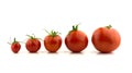 Five cherry tomatoes lined up Royalty Free Stock Photo
