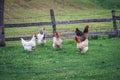 Five chickens on the grass