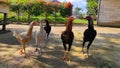 five chickens with various colors