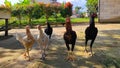 five chickens with various colors