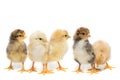 Five chickens on white background