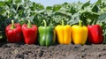 Five Colorful Bell Peppers Resting in a Garden Bed Royalty Free Stock Photo
