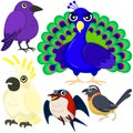 Five colorful cute birds