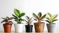Five colorful houseplants in different pots against plain background Royalty Free Stock Photo