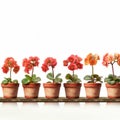 Symmetrical Arrangement Of Green And Orange Flower Pots On White Background Royalty Free Stock Photo