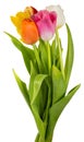 Five colorful tulips bouquet