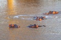 Five Common Hippopotamus [hippopotamus amphibius] submerging in a lake in Africa