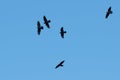 Five Common Ravens Flying in a Blue Sky