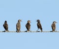 Five Common starlings on electrical wire unusual view Royalty Free Stock Photo