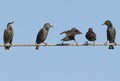 Five Common starlings on electrical wire unusual view Royalty Free Stock Photo