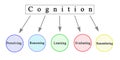 Components of Cognition Royalty Free Stock Photo