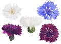 Five cornflower blooms isolated on white Royalty Free Stock Photo