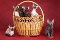 Five Cornish Rex kittens cats sitting in a basket