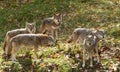 Five Coyotes Canis latrans standing in a grassy green field in the golden light of autumn in Canada Royalty Free Stock Photo
