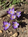 Five Crocus Flowers in Winter in February Royalty Free Stock Photo