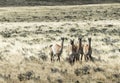 Five curious guanaco lamas in pampa