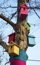 Five cute colorful birdhouses on the tree.