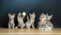 Five cute cats