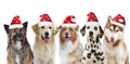 Five cute christmas dogs group with santa hat isolated