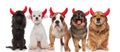 Five cute devil dogs of different breeds sitting and standing