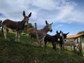 Five cute donkeys on farmland. Farm animals concept. Domestic animals background. Donkeys looking at the camera.