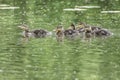 Five cute ducklings swimming in pond Royalty Free Stock Photo