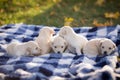 Cute little tan puppies playing on a blue and white checkered blanket