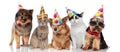 Five cute party pets with colorful caps Royalty Free Stock Photo